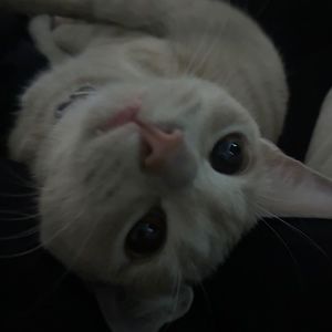 Meet your Posher, Shay